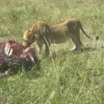 Løve med sitt bytte i Tanzania